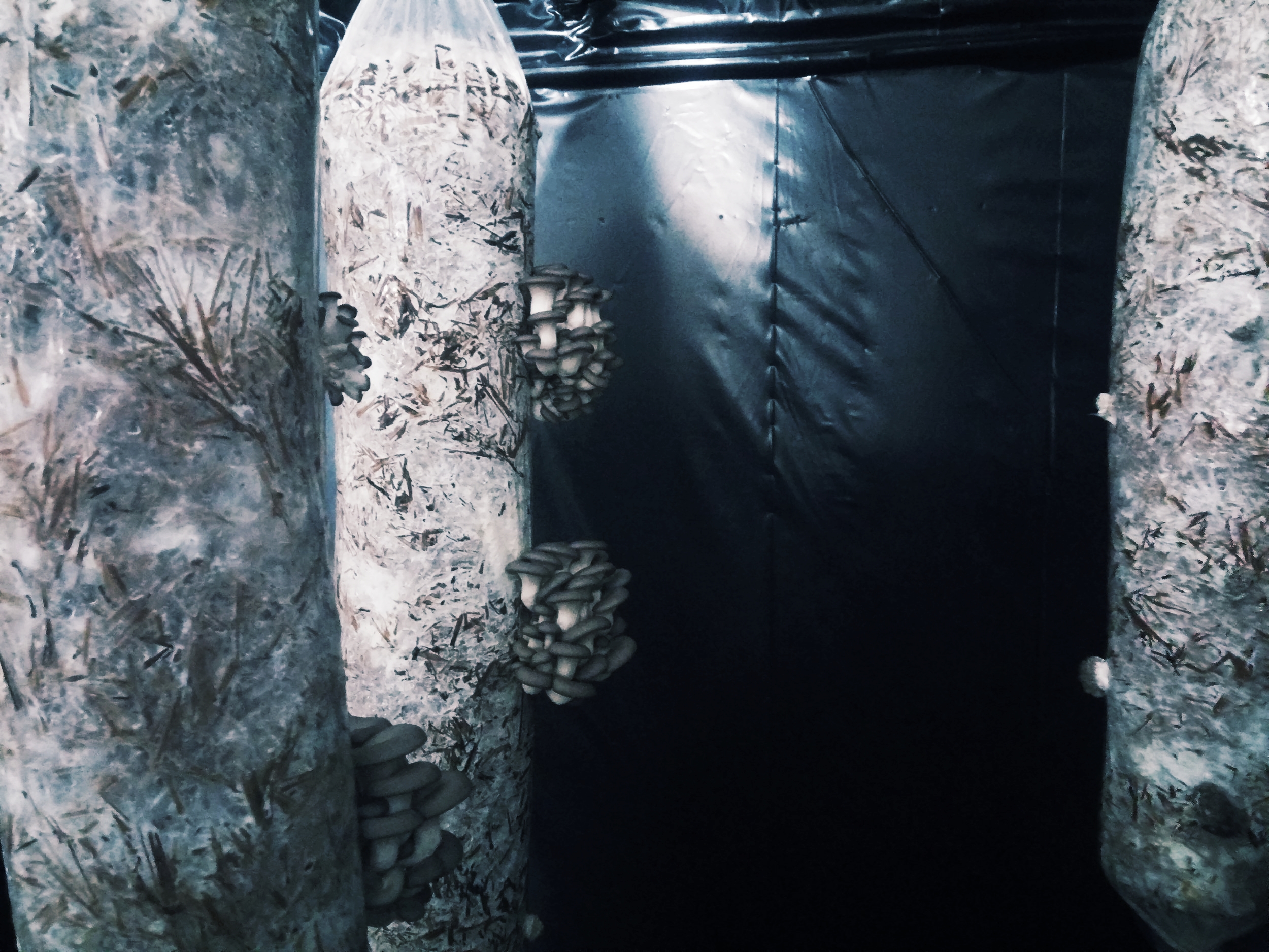 Mushrooms fruiting out of straw columns 