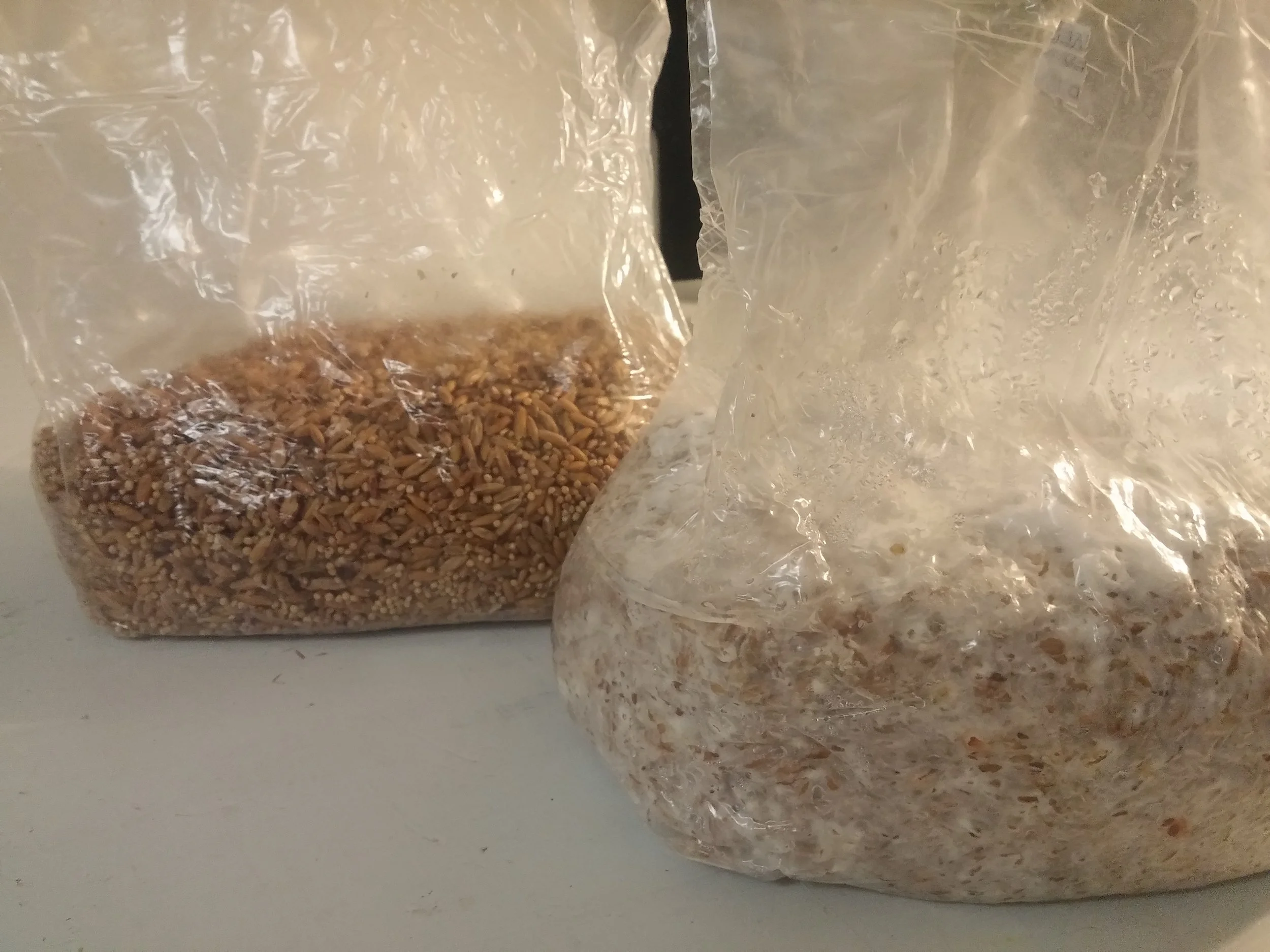 Filter patch grain bags before and after innoculation