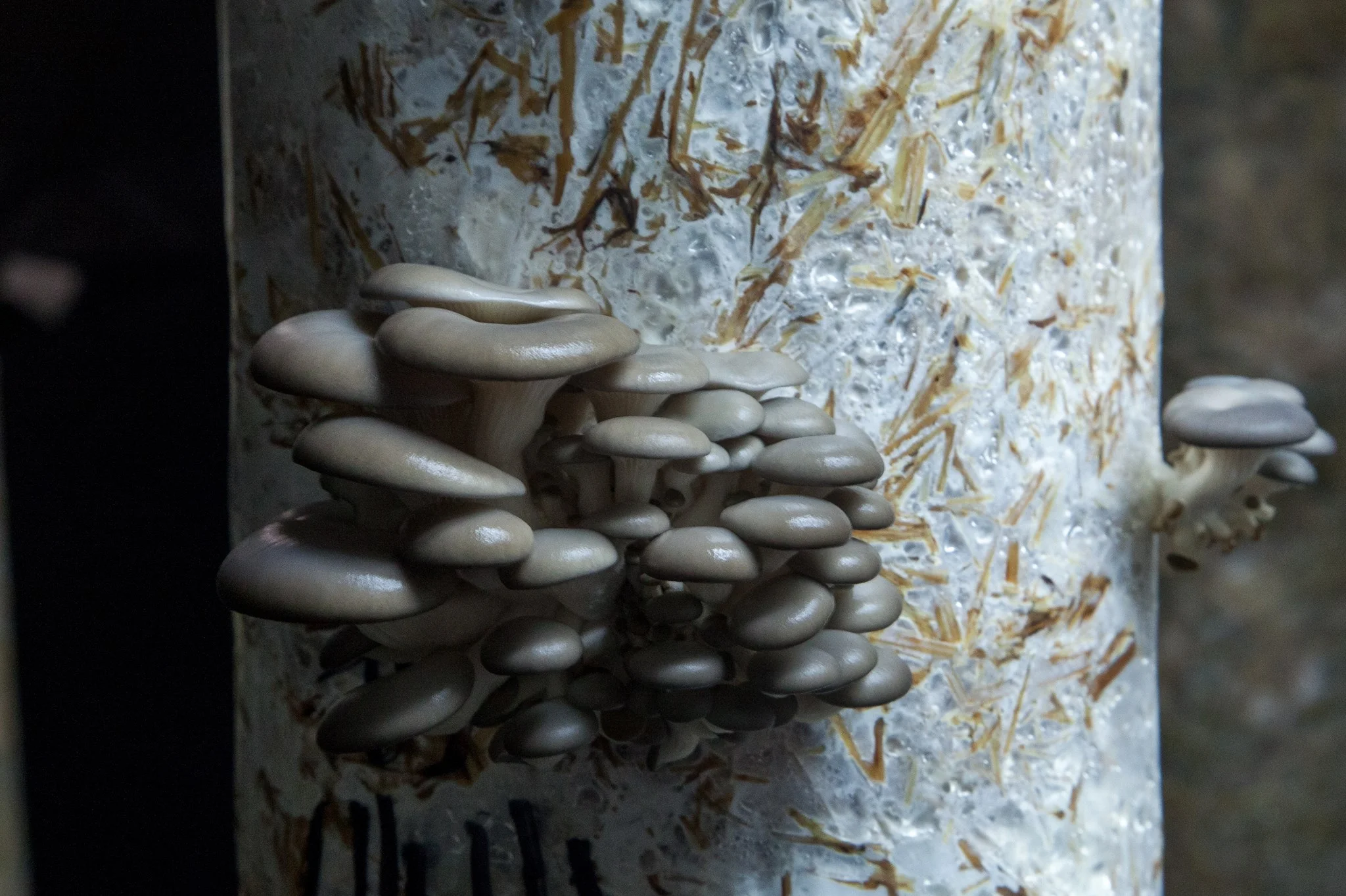 Sean Evenstead Far North Fungi Photo.jpg