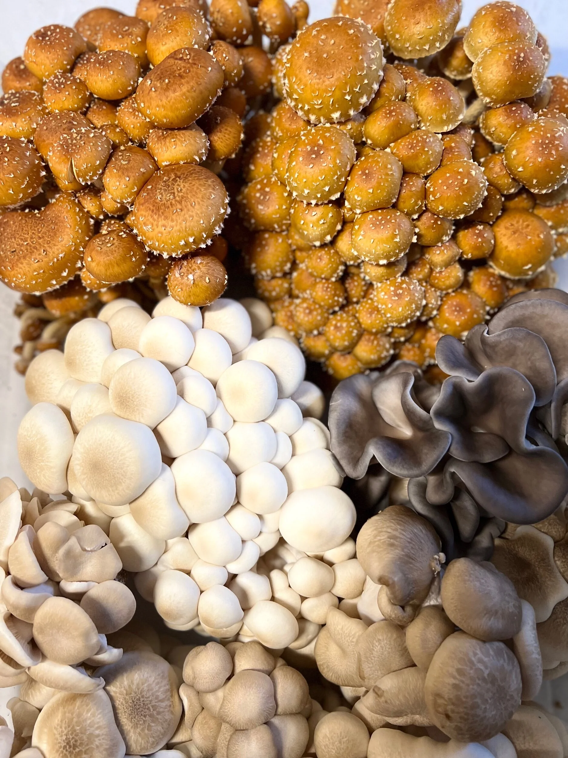 87FC6F0D-5980-43C9-AC6B-253BFC1A28F9