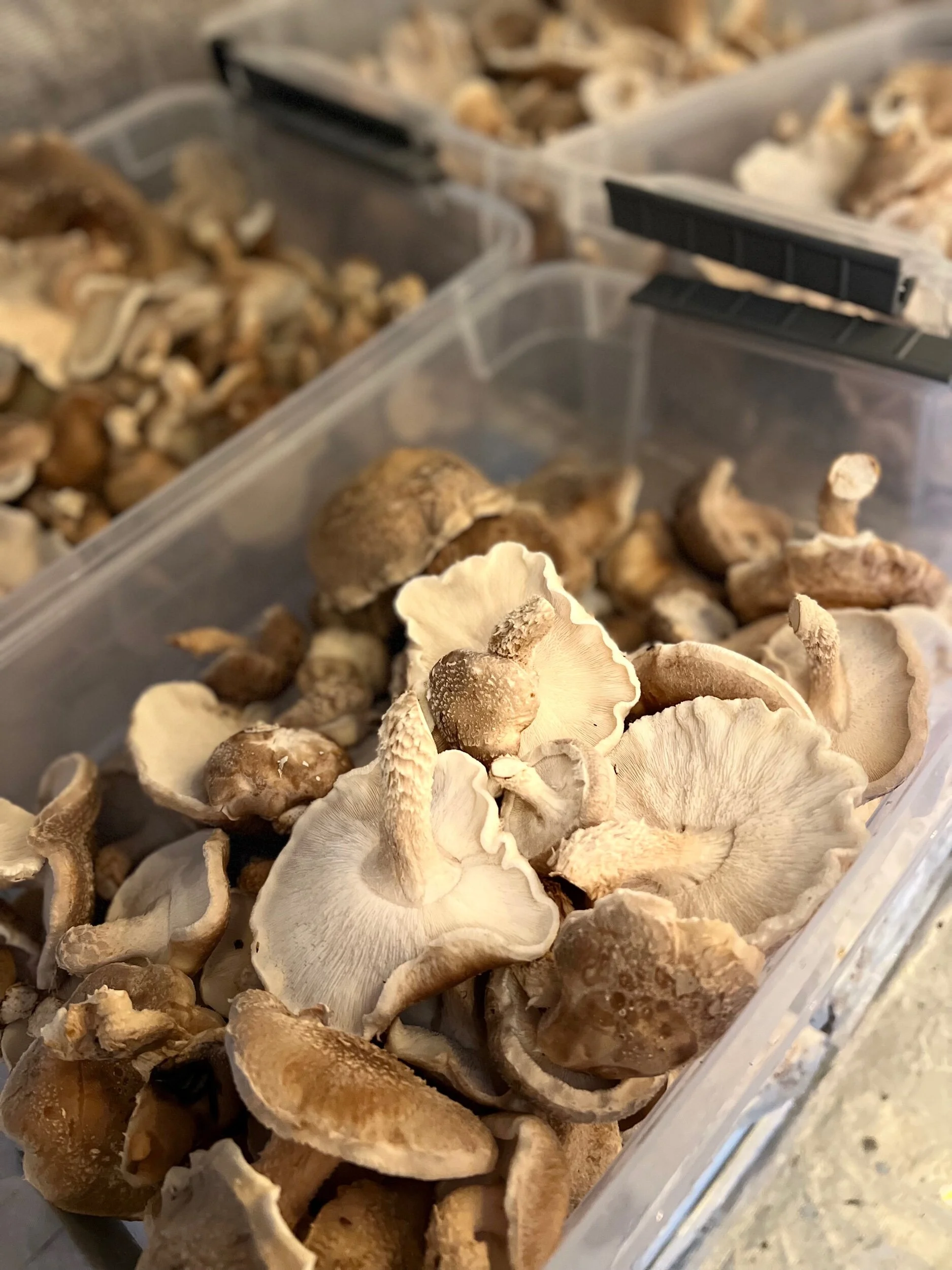 50644BC7-F2D8-4373-848A-67280242B762