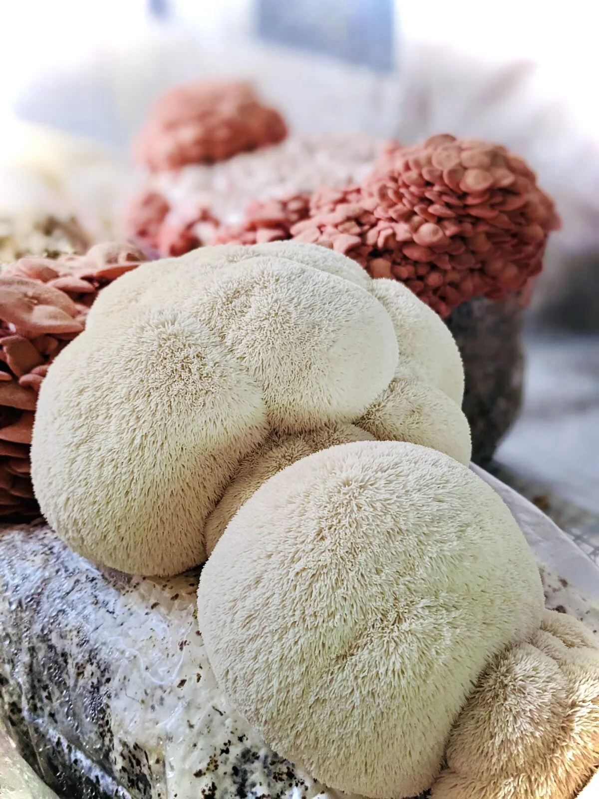 1C4FEC55-08E9-47FE-AC88-16CC22B32851