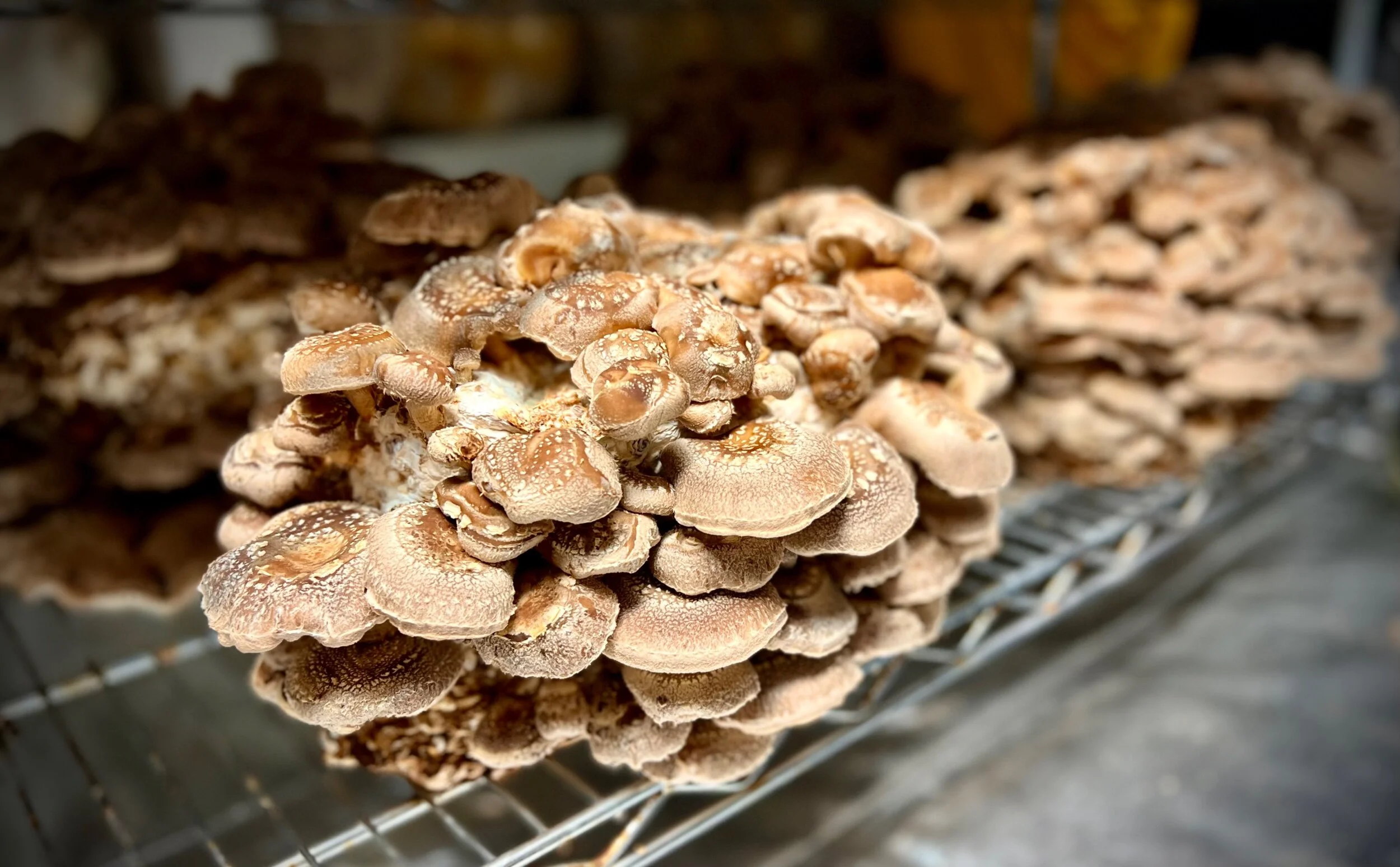 4F52ED82-83BF-4203-A2A1-E327C9B7D7F0