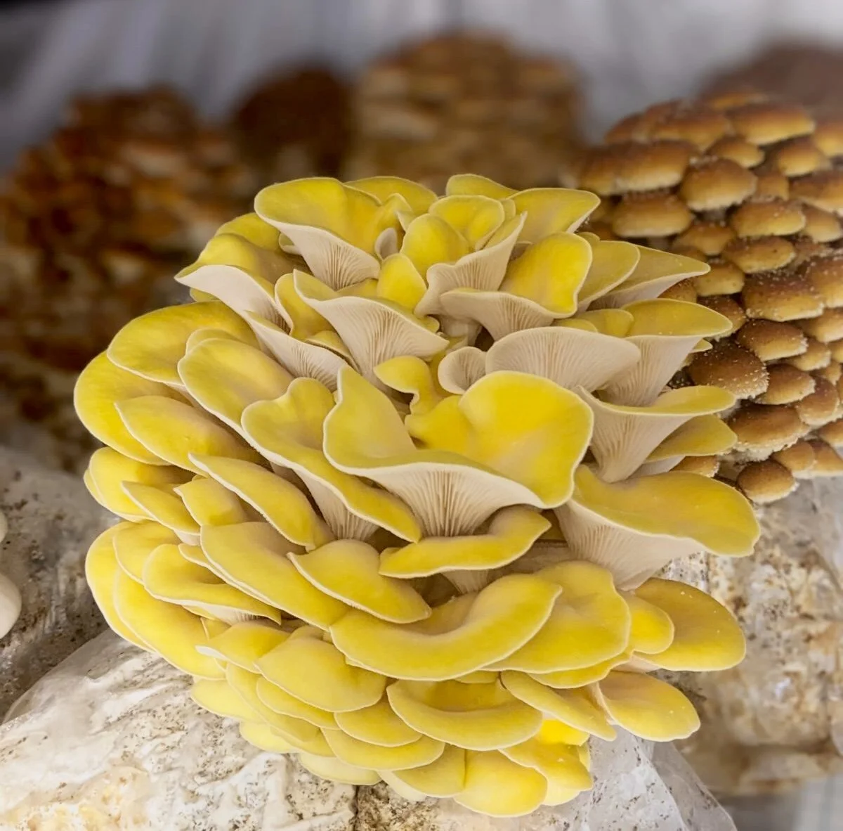 E5C44C5D-A645-404C-ADF8-CB126A286D31