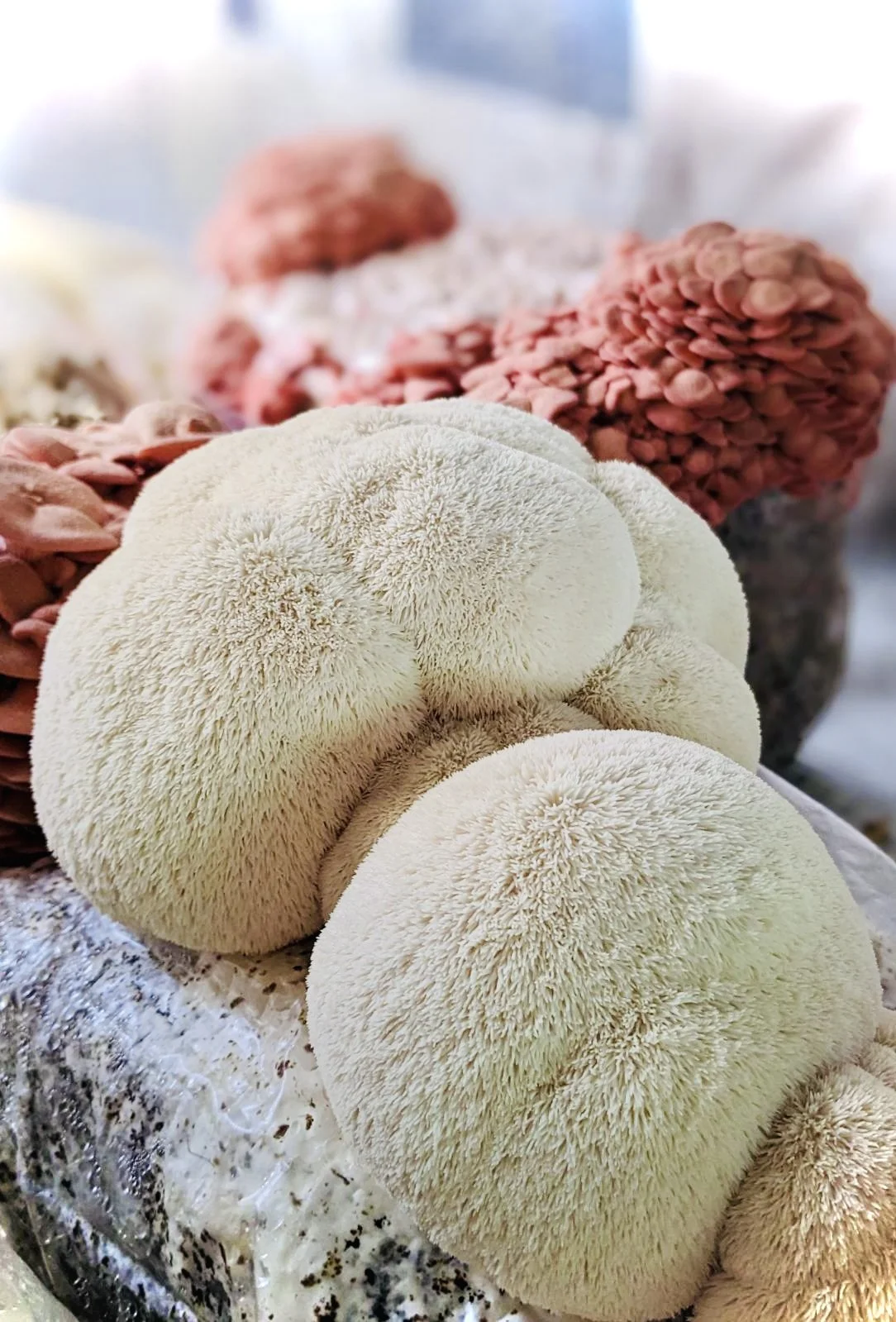 90CED1FB-B67B-4F93-805C-C1697D46A253