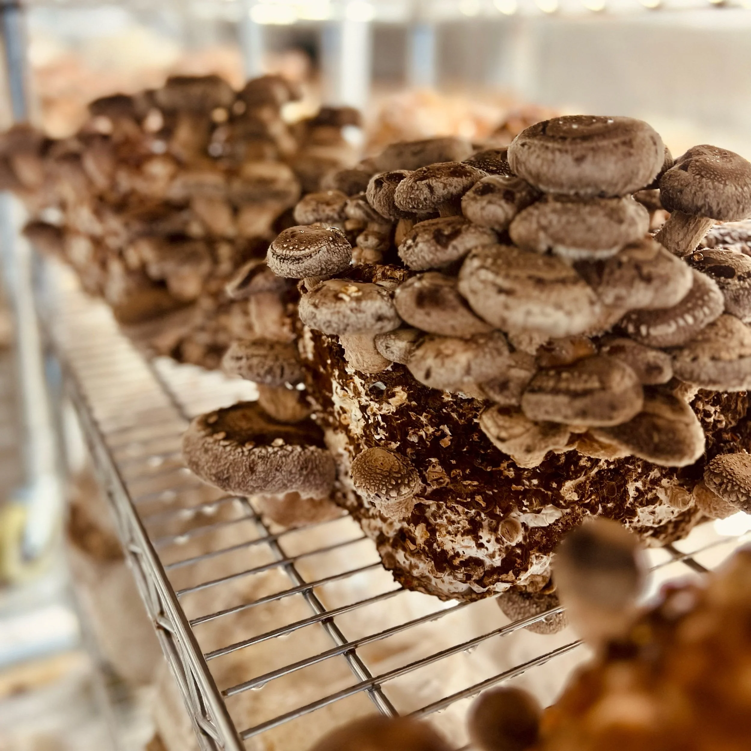 9C0CB475-3504-44E4-8A86-F1EF10497623