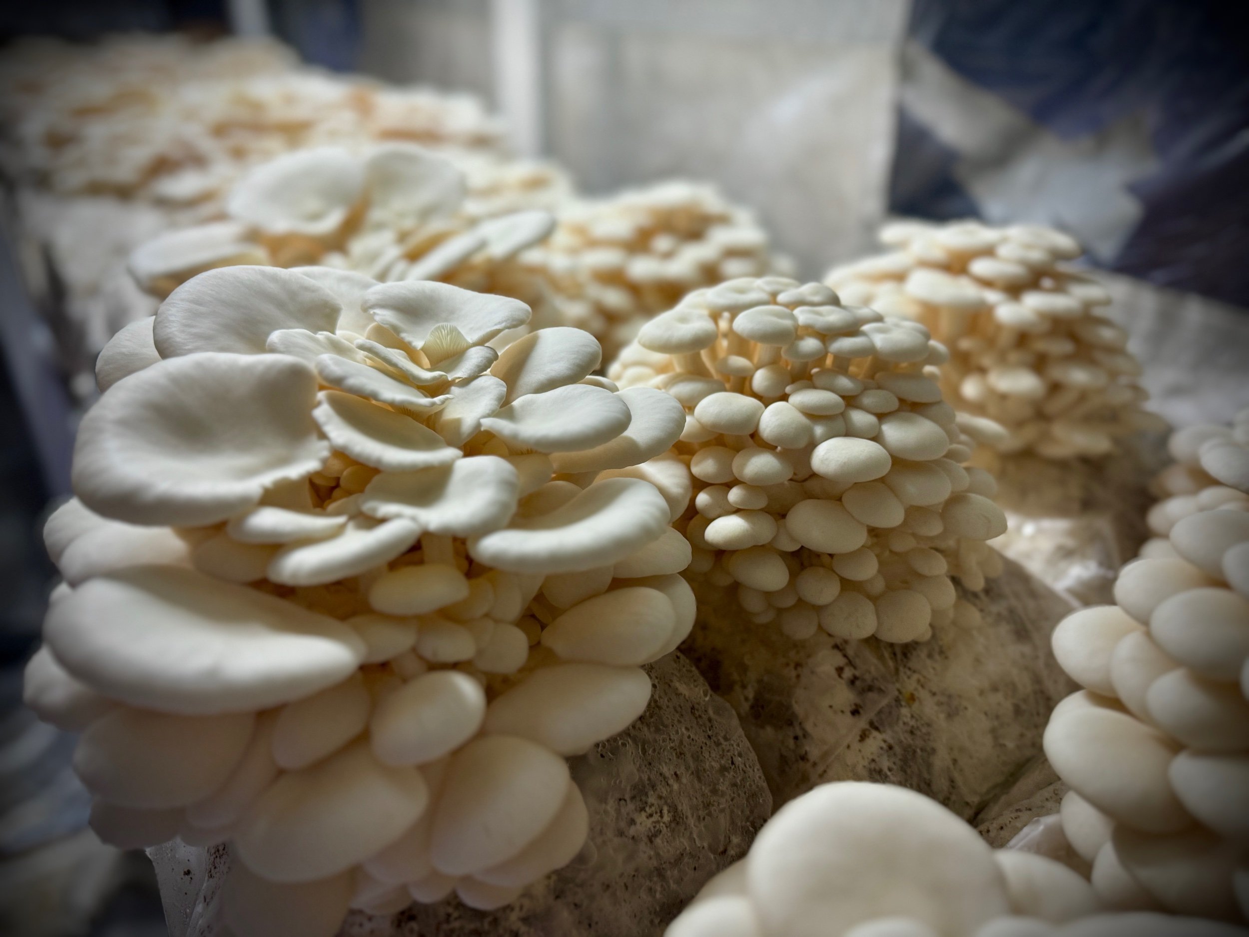 0D27F06A-2933-49A4-8FA8-5C61255599B3