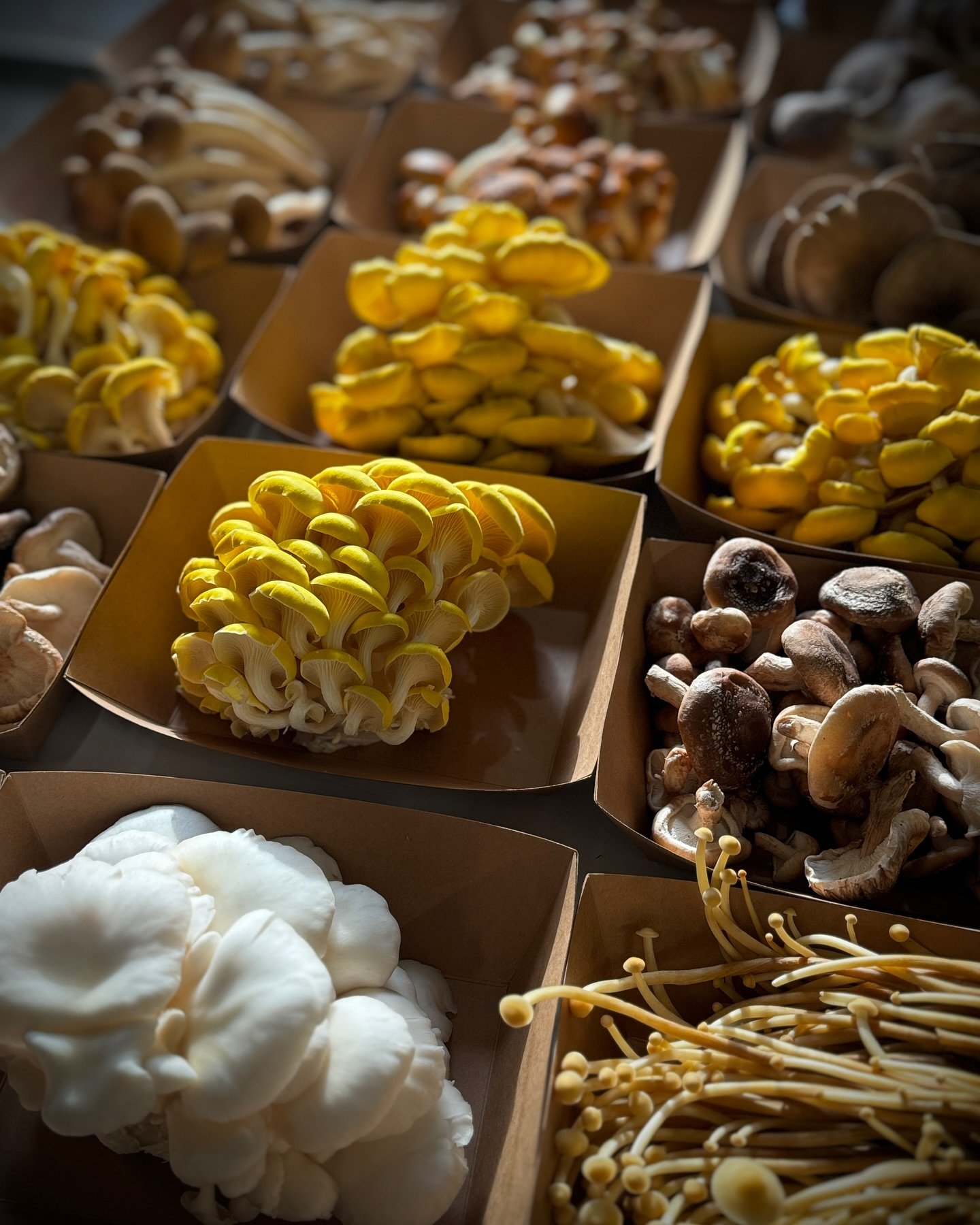 Fresh Mushroom Drop! @bushesbunches 
They also carry our medicinal tinctures year round and our grow kits while supplies last. They are open 7 days a week 10-6! 
#alaskagrown #supportlocal #bushesbunches #lionsmane #medicinalmushrooms #mushroomgrowki