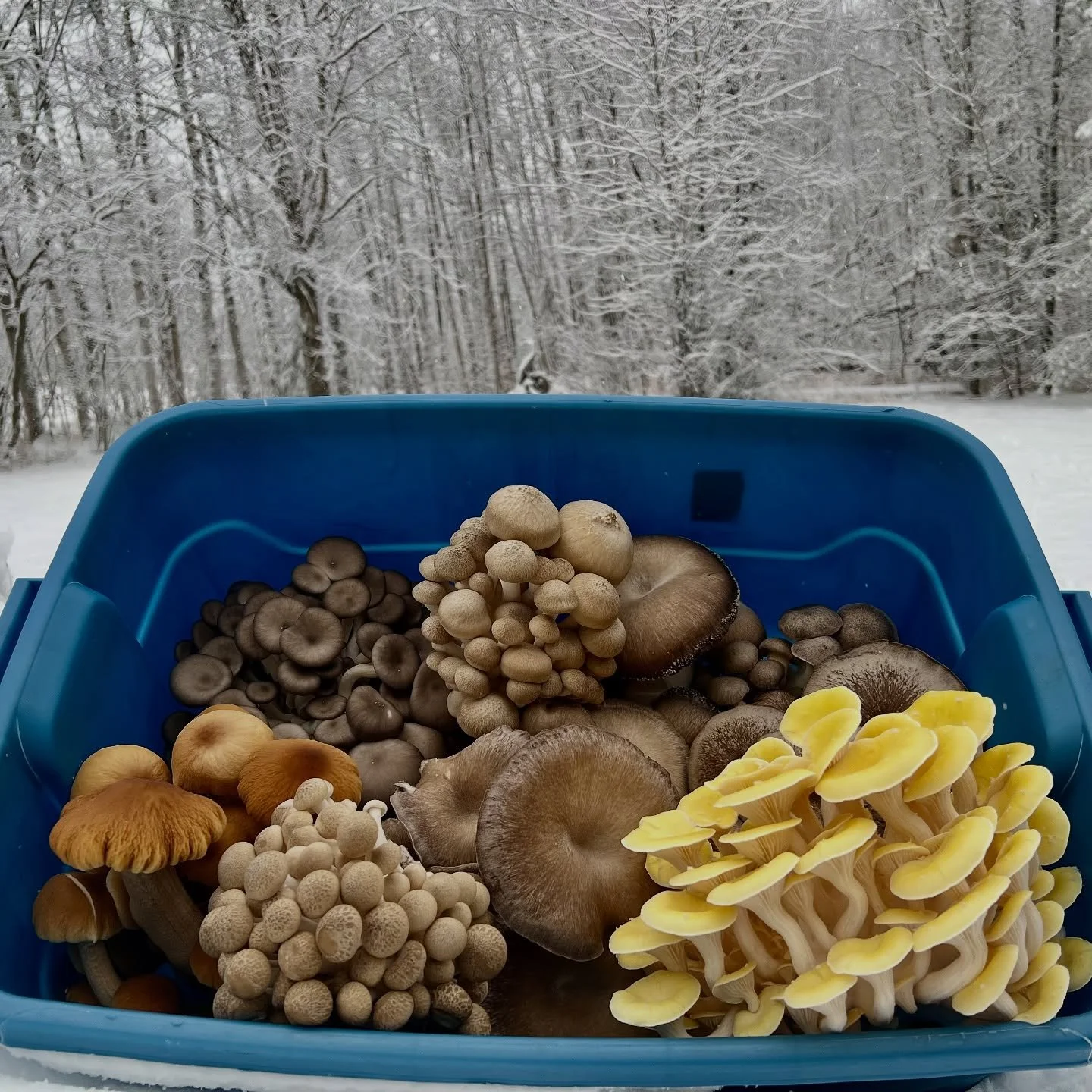 South Anchorage Farmers Market Saturday 10-3 at Bells Nursery! We have lots of beautiful oysters, pioppinos, shimeji, lion&rsquo;s mane, and limited chestnut, shiitake, and enoki. We&rsquo;re restocked on our mushroom chai and cocoas. We also have ou