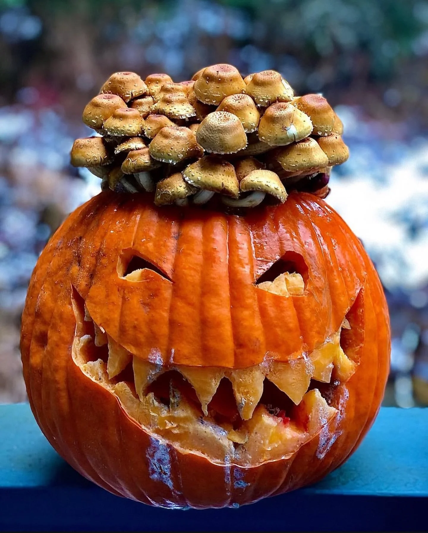 Happy Halloween! 🎃 We&rsquo;ll see you Saturday 10-3 inside Bells Nursery. We have Kings, Lions Mane, Blues, Chestnuts, Shimejis, &amp; Pioppinos with limited Enokis and Shiitakes. We have a fresh batch of mushroom cocoa and lions mane tincture, the