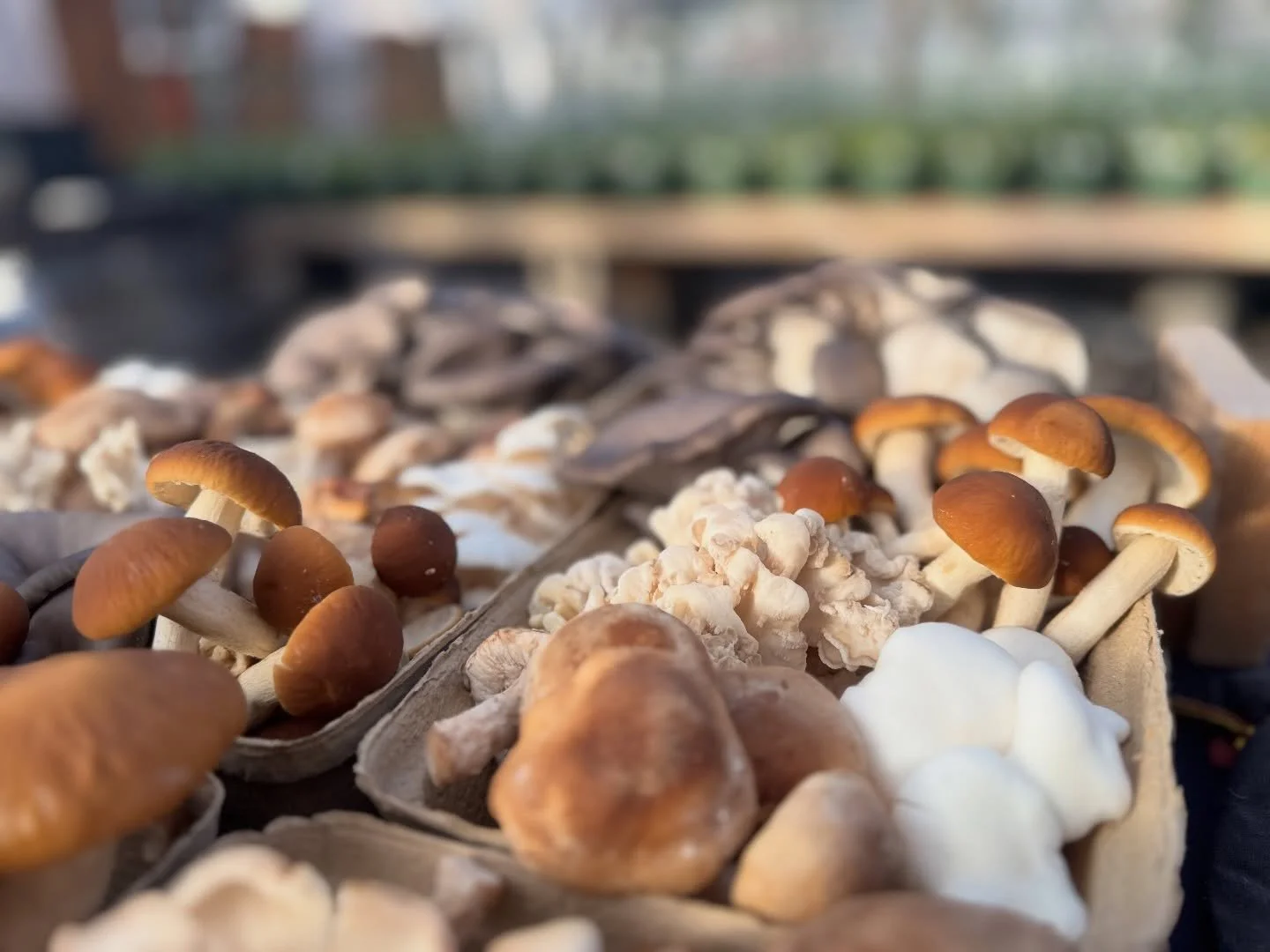 Bushes Bunches is fully stocked with fresh mushrooms! We just delivered oysters, shiitakes, lions mane, and pioppinos. They are open every day 10-7.
#alaskagrown #medicinalmushrooms #mushroomcocoa #mushroomchai #buyalaska