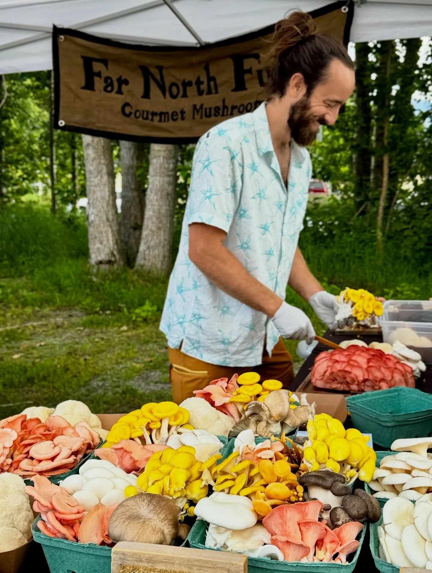 Come see Neil at Bell&rsquo;s Nursery Saturday 10:30-3! He has beautiful lion&rsquo;s mane, maitake, pioppino, blue, and king oyster mushrooms as well as grow kits, fire cider, tinctures, and mushroom chai. 
#buyalaska #alaskagrown #medicinalmushroom