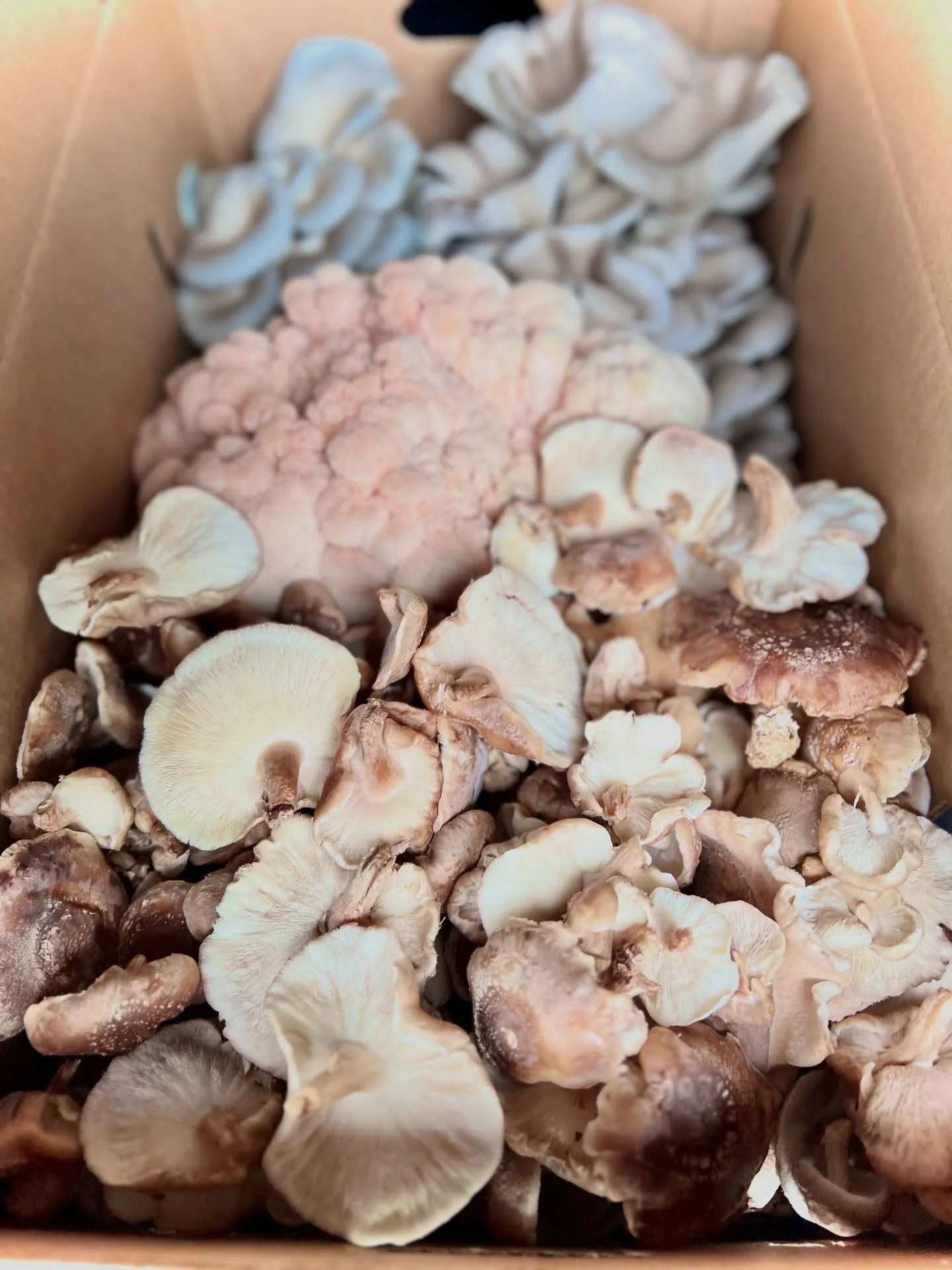 Fresh Lion&rsquo;s Mane, Shiitake, and Oyster Restock at Bushes Bunches! 
#alaskagrown #medicinalmushrooms #buyalaska