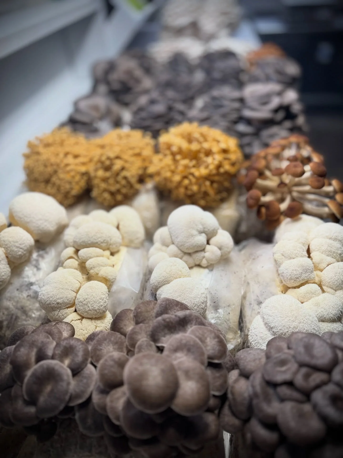 Fresh Restock at Bushes Bunches! We just delivered beautiful lion&rsquo;s mane, enoki, chestnut, king, blue, and white oyster mushrooms. 
#alaskagrown #bushesbunches #farnorthfungi