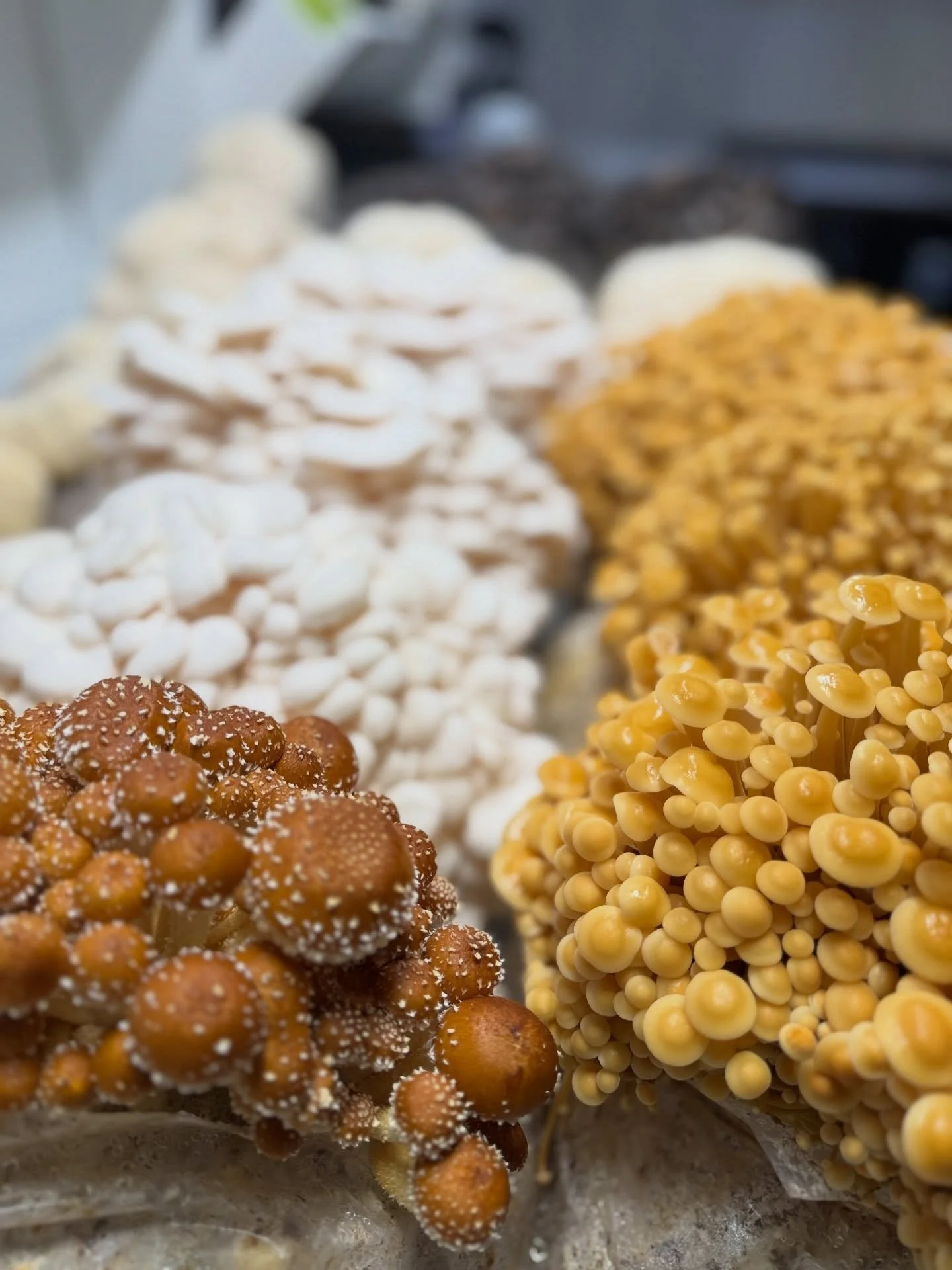 Fresh restock of mushrooms at Bushes Bunches including our first harvest of shimejis and king trumpets! 
#alaskagrown #buyalaska #farnorthfungi
