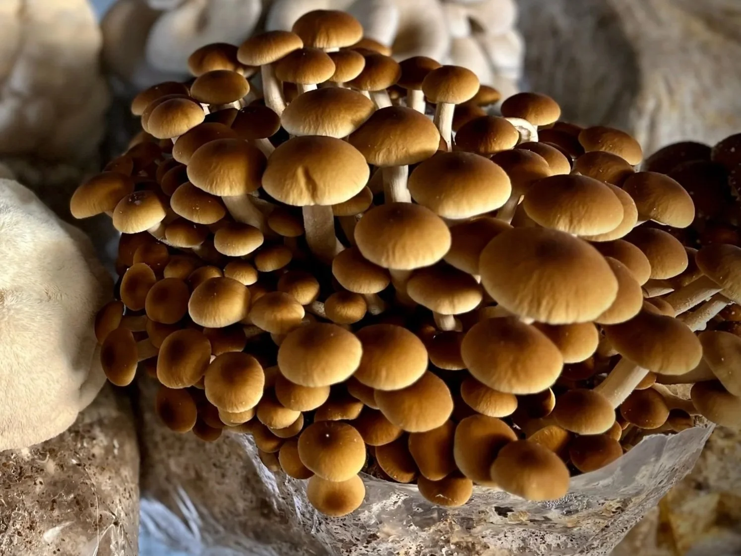 Black Poplar Pioppino Mushroom