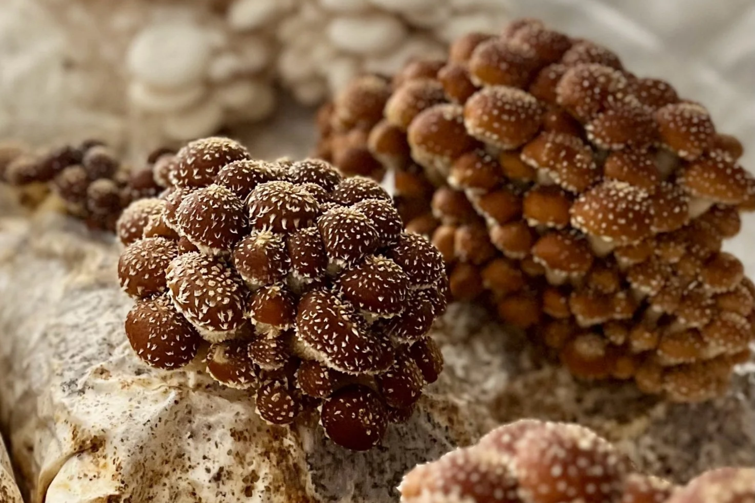 Chestnut Pholiota Mushroom