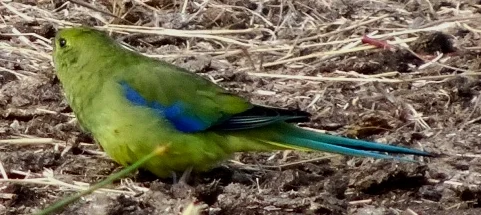 Blue Winged Grass Parrot.jpeg