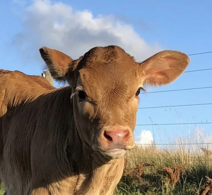 Full Blood Bazadais Heifer Calf - 5 days