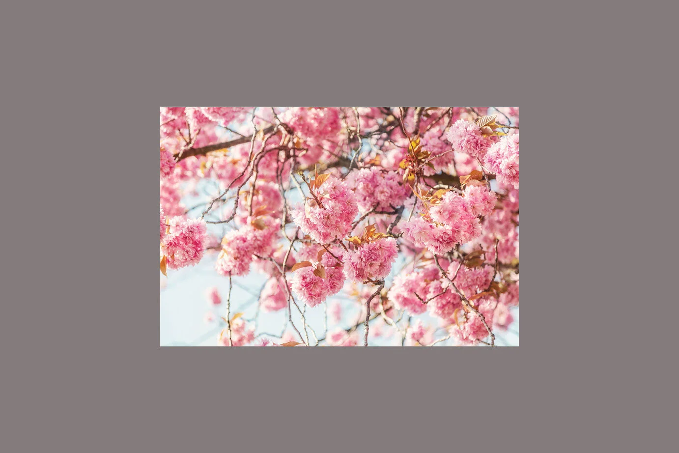 Kathryn-Polley-Photography-Helensburgh-Cherry-Blossom-001a.jpg