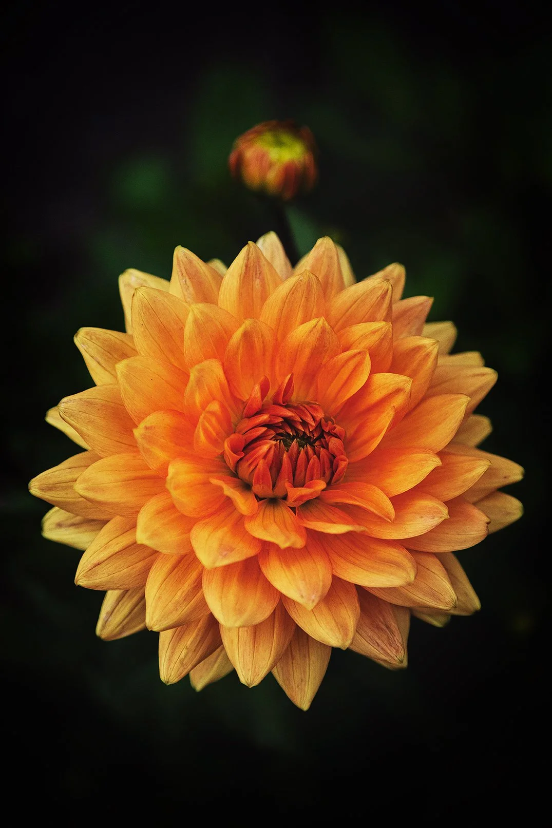 250906-JB-Dahlia-001.jpg