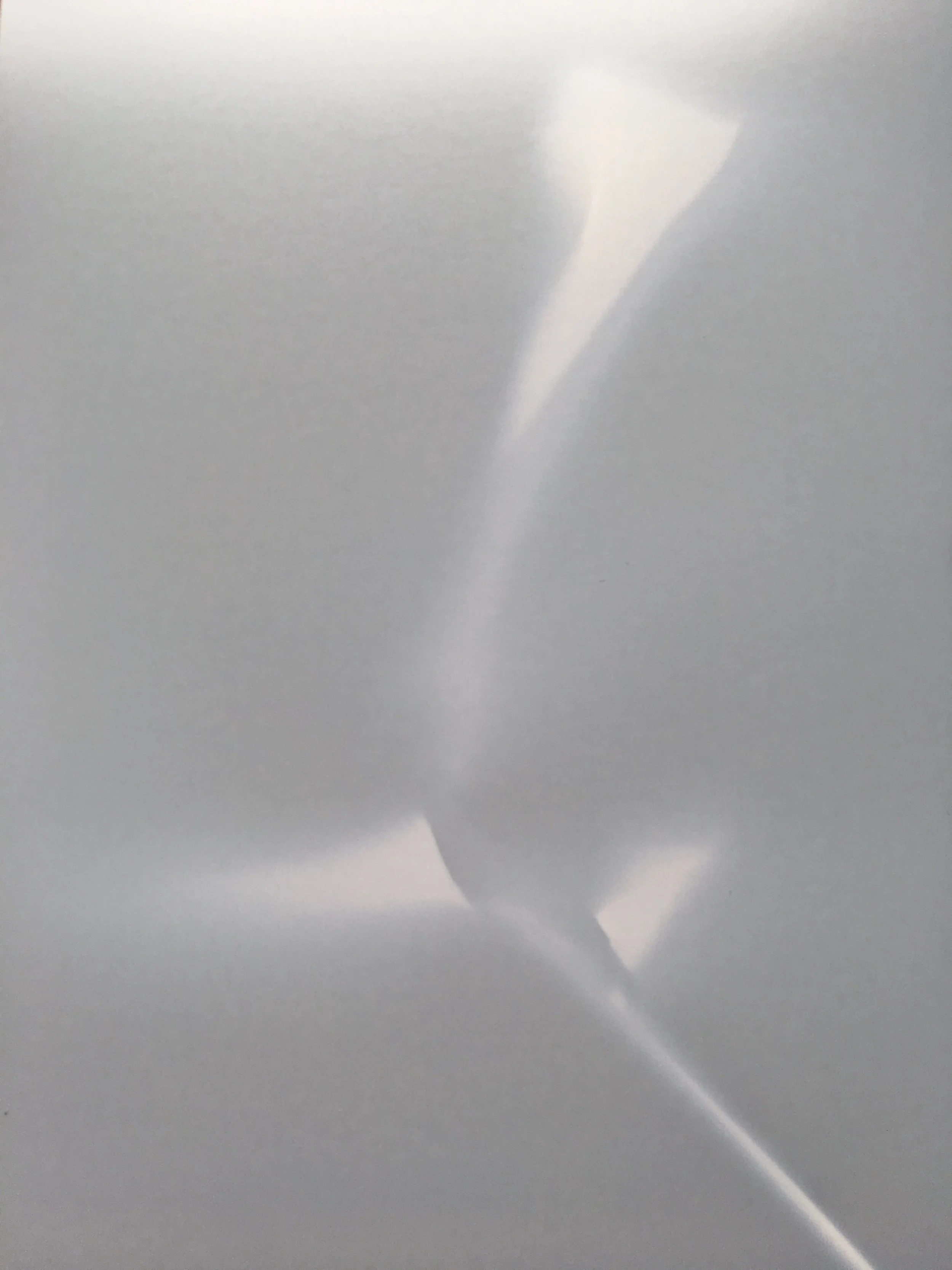 Photogram of bamboo.
