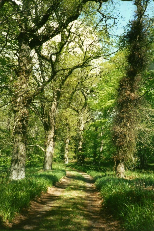 HR-Locations-Road-to-Loch-of-Boath.jpg