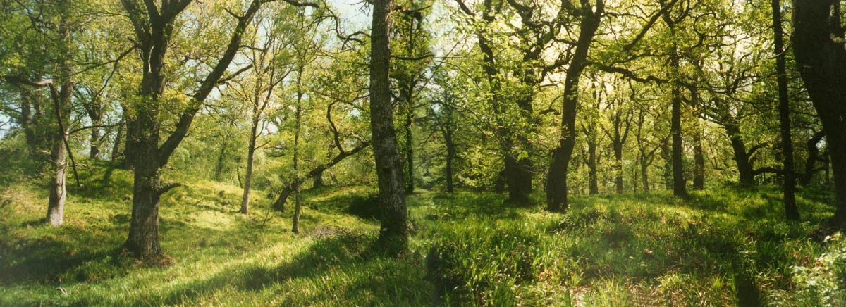 HR-Locations-Woodland.jpg