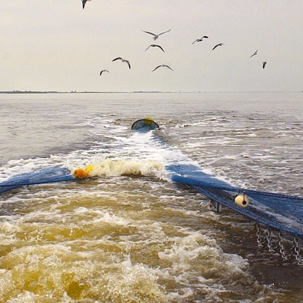 New Links in the Sea-to-Table Chain #nclocalfoodcouncil #localseafood #pandemic #covid  #supplychain #coastwatch #ncseagrant #linkinprofile