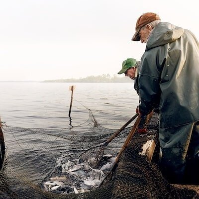 #ncfisheries #ncseafood #nccatch #nclocalfood #perch #stripedbass #catfish #herring #poundnet