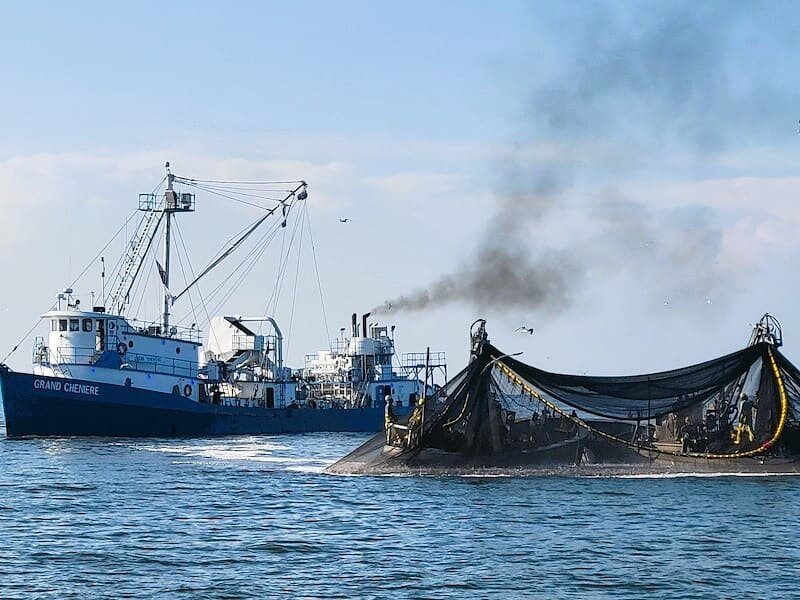 #menhaden #pogieboat #gulfofmexico #fishingforaliving #fishinglife #commercialfishing