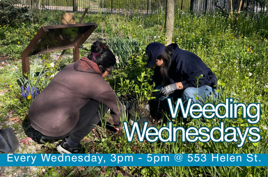 Weeding Wednesday