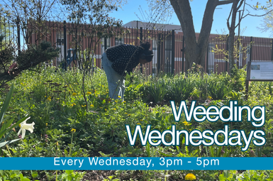 Weeding Wednesday
