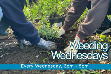 Weeding Wednesday