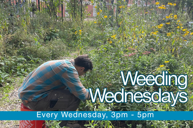 Weeding Wednesday
