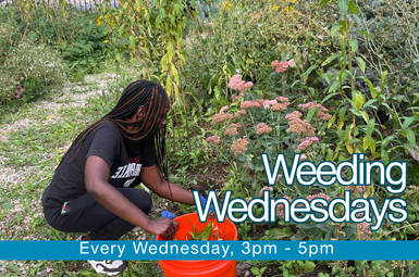 Weeding Wednesday  
