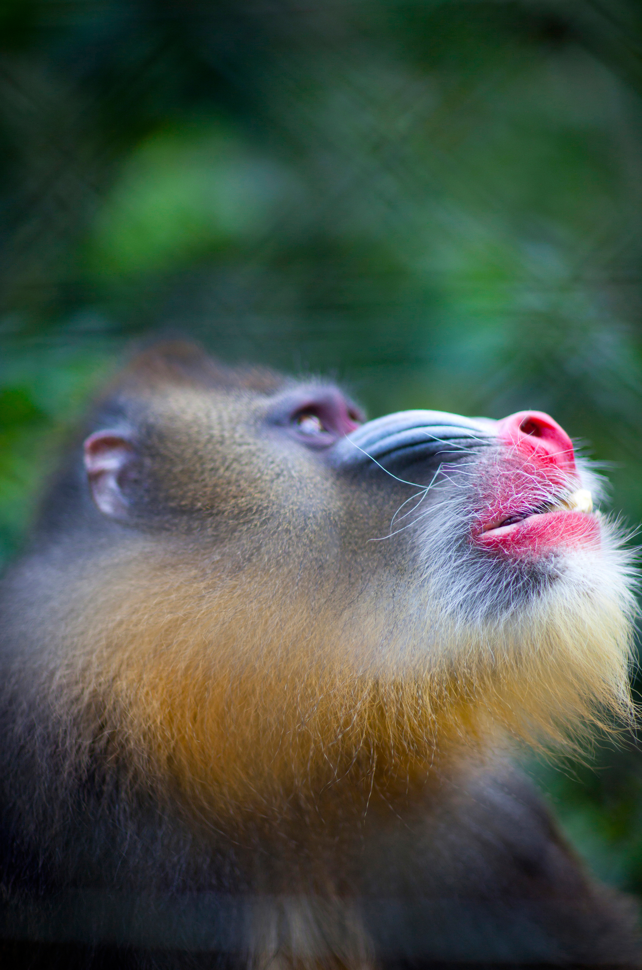 Baboon, Yaounde, Cameroon.jpg