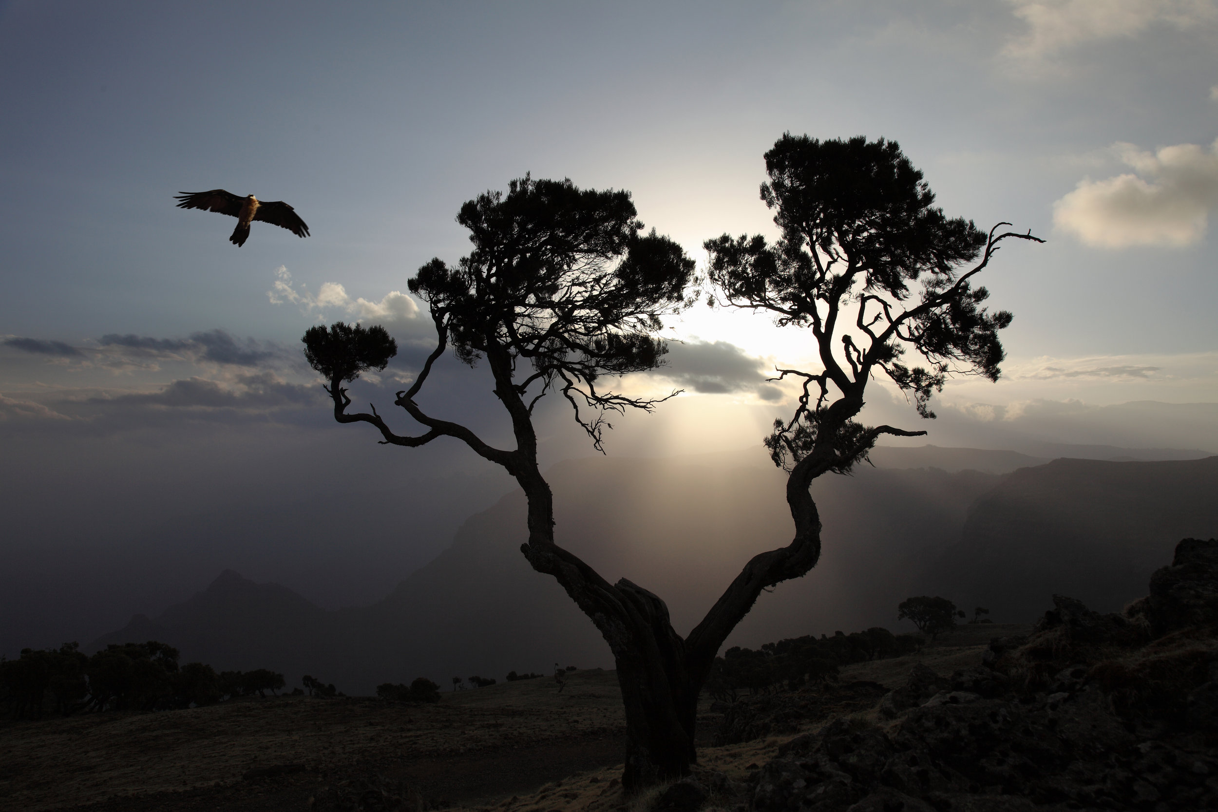 Bird of prey at sunrise, Simien National Park, Ethiopia.jpg