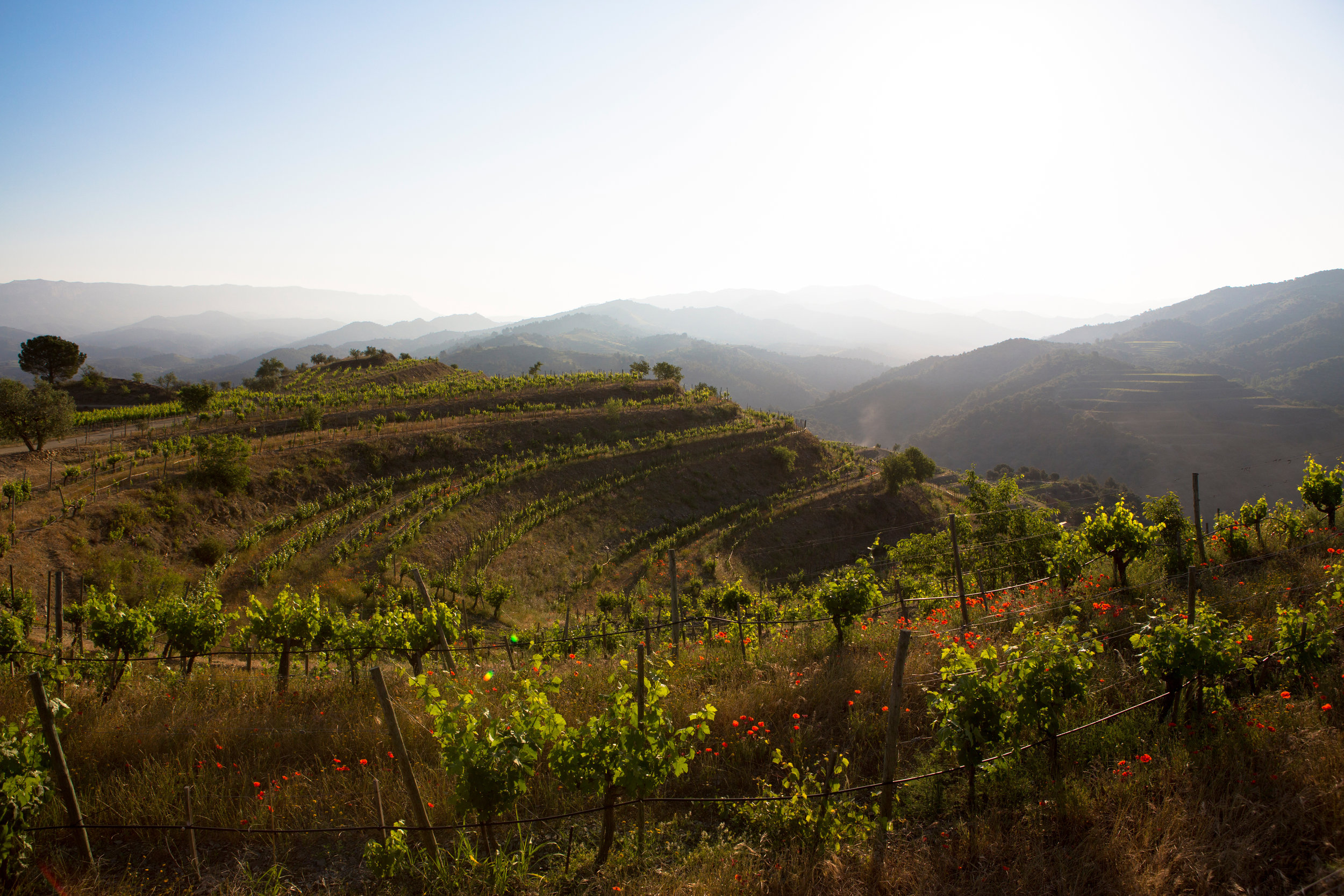 Priorat Wine Region, Spain.jpg
