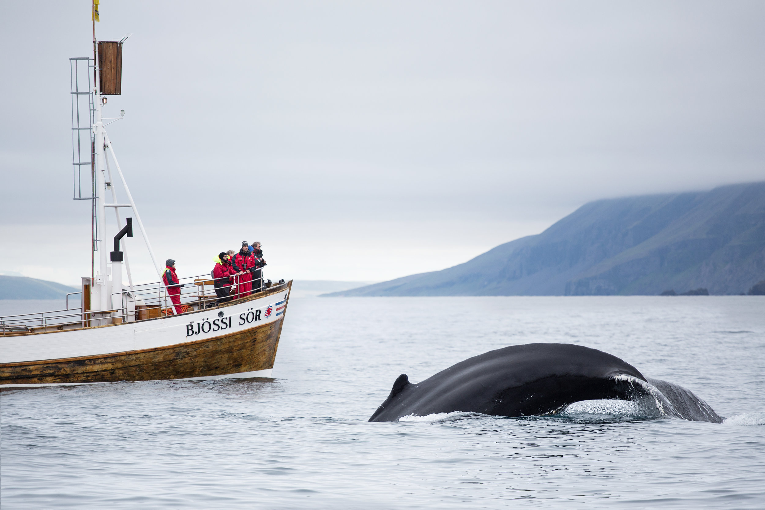 Whale watching, Husavik, Iceland.jpg