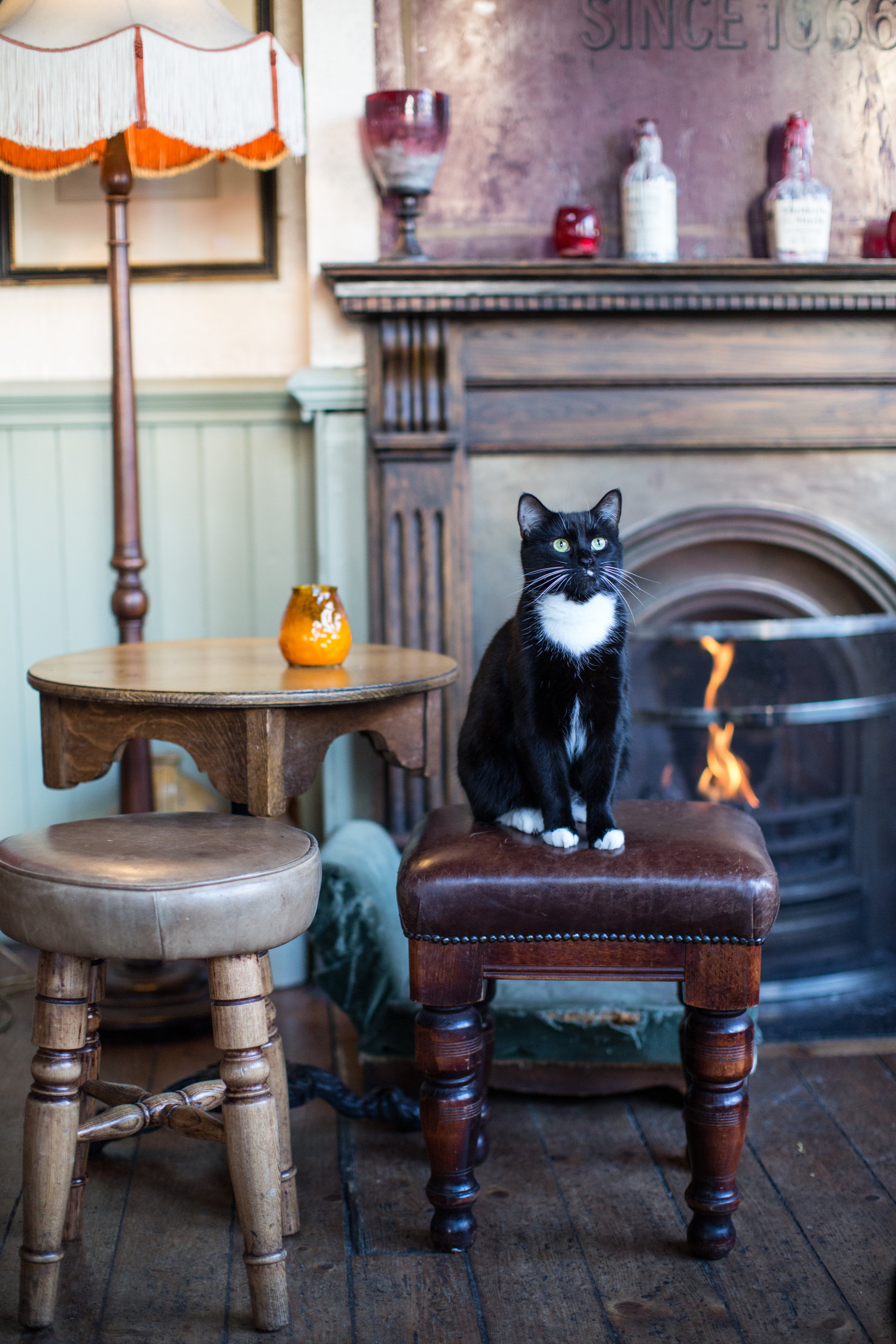 A cat in a London pub.jpg