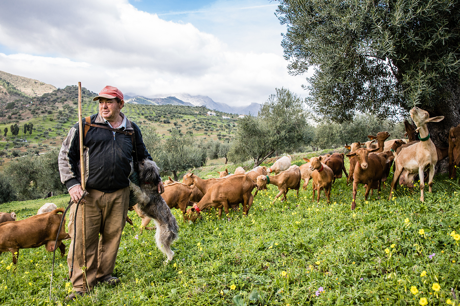 Goat farming, Malaga-3562.jpg