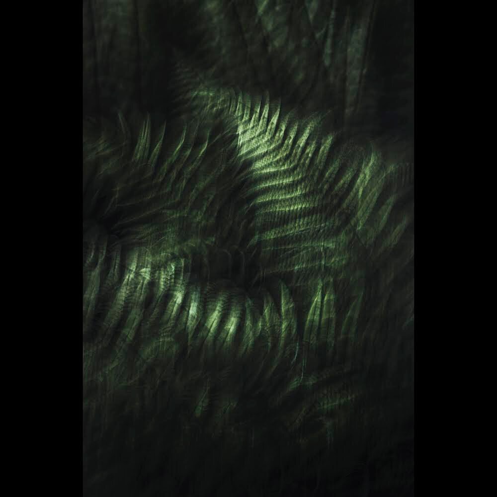 Fine Art works up on Saatchi Art this week 
Including this recent print - Grow Dark # 1 - Giclee on Hahnemuhle German Etching Fine Art paper Edition of 5
http://www.saatchiart.com/timewhite
.
.
.
#fineartphotography #gicleeprint #icm #forestfloorphot
