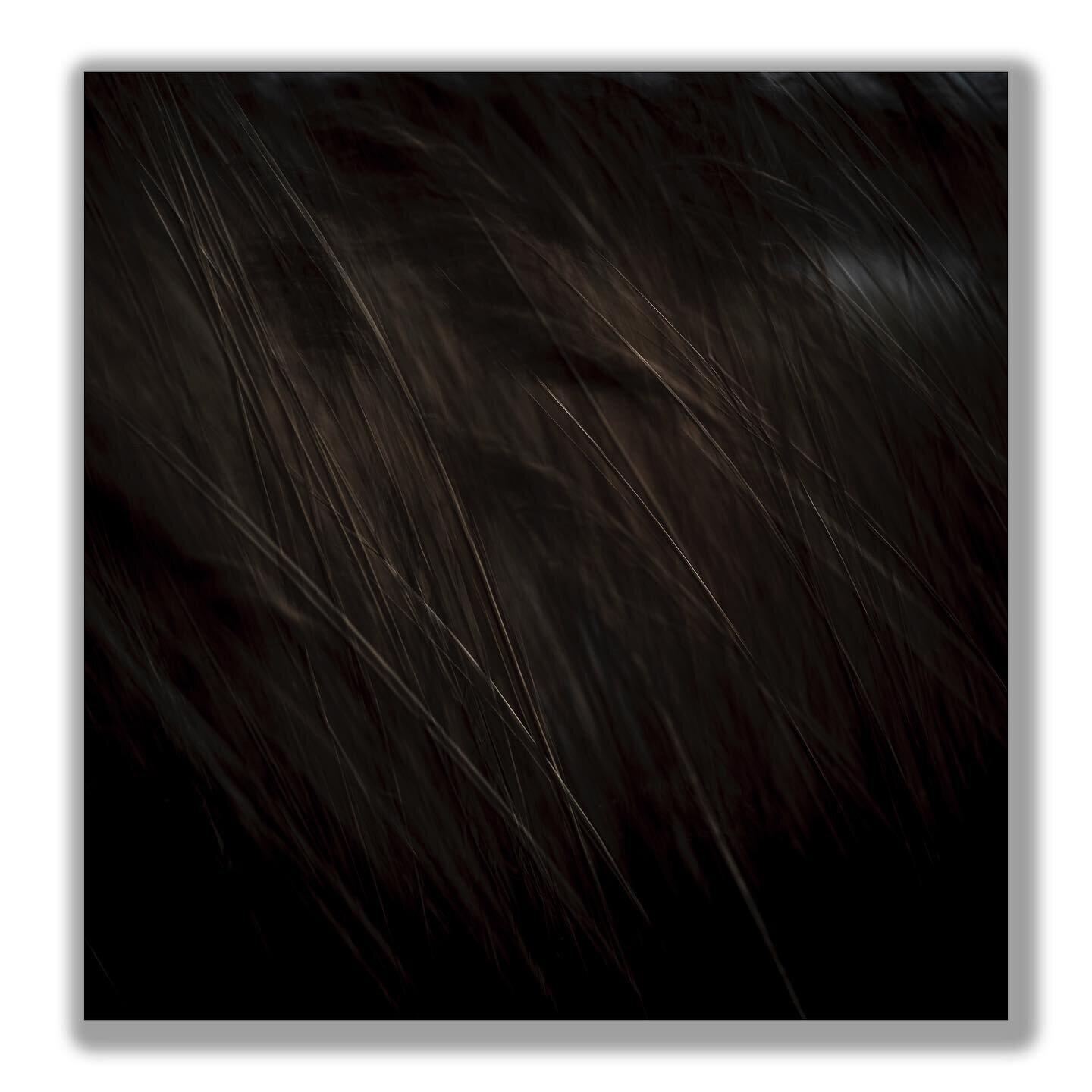 Latest image from my &lsquo;Grow Dark&rsquo; series &hellip;
.
.
.
.
#fineartphotography #growdark #artphoto #marshland #reeds #darkaesthetic #sussexcountryside #fineartphoto #landscapephotography #fineartprint #movement #icm