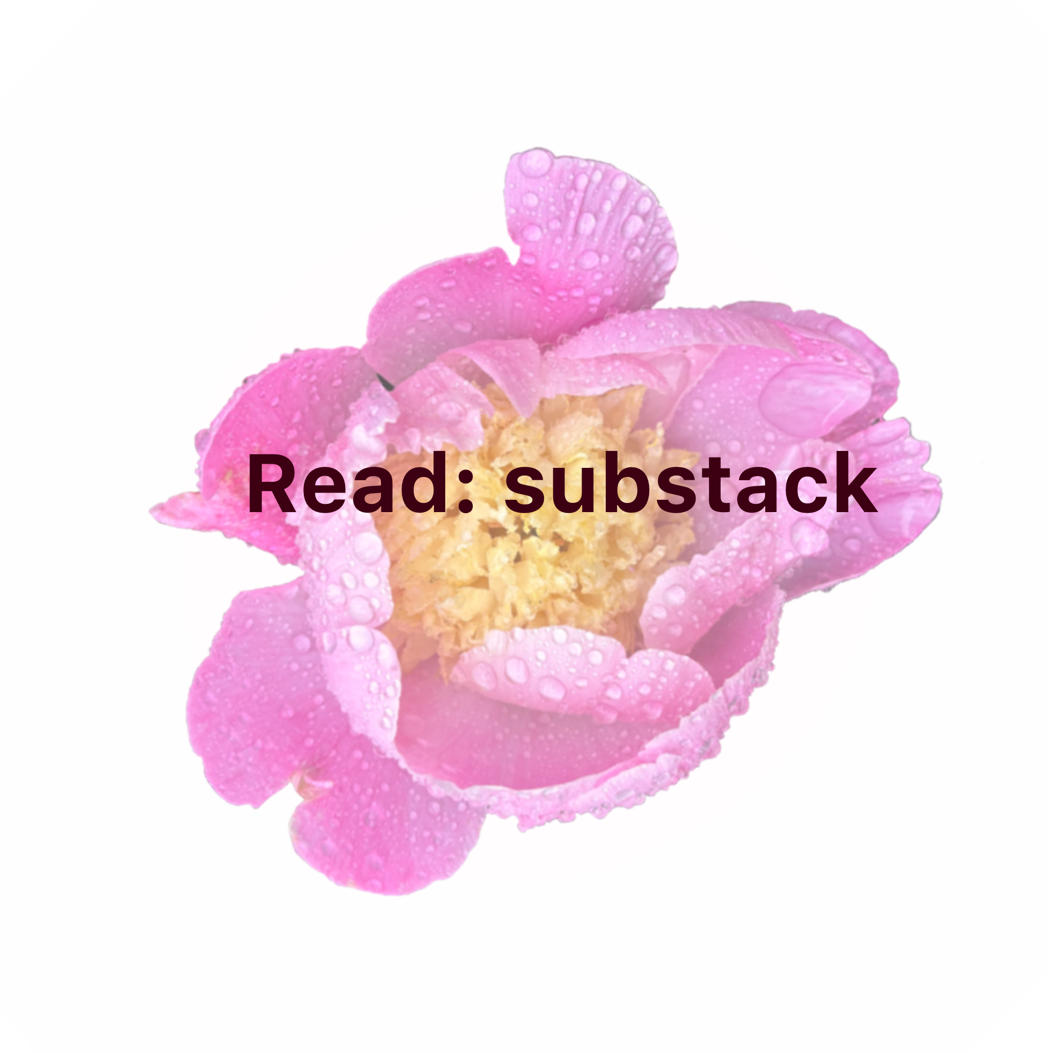 Untitled_Artwork 2.png