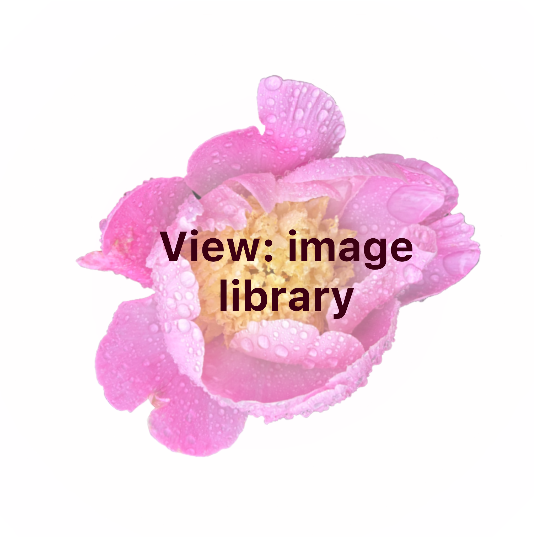 View a selection from my personal image library here-