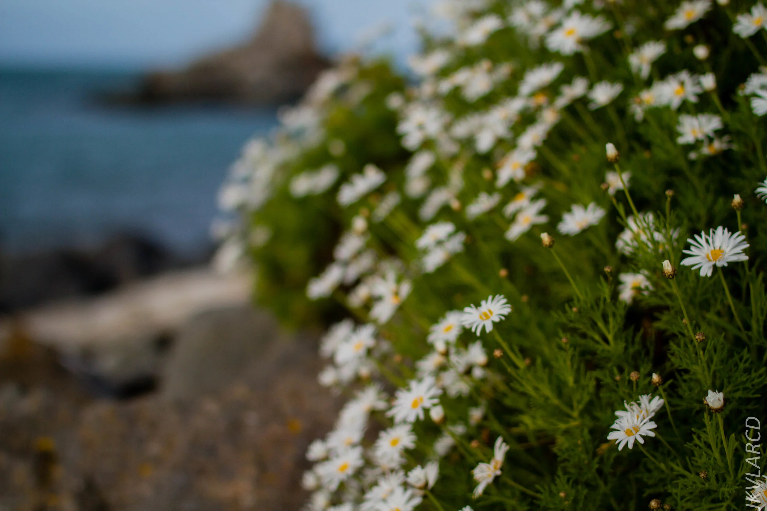 EOS 7D_2017_10_05_2351.jpg