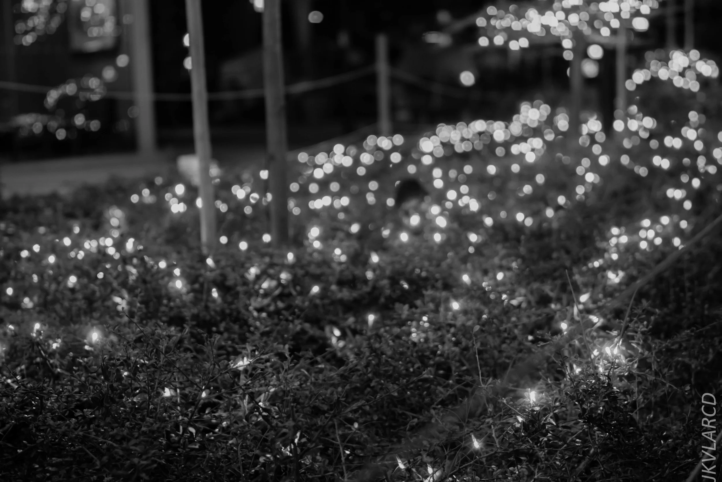 EOS 7D Mark II_2017_12_09_2881.jpg