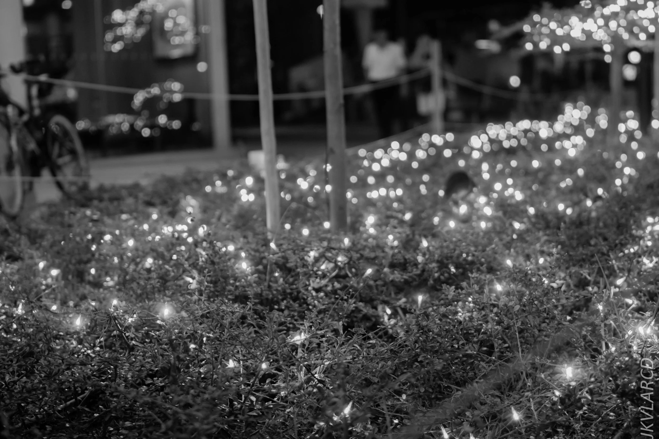 EOS 7D Mark II_2017_12_09_2882.jpg