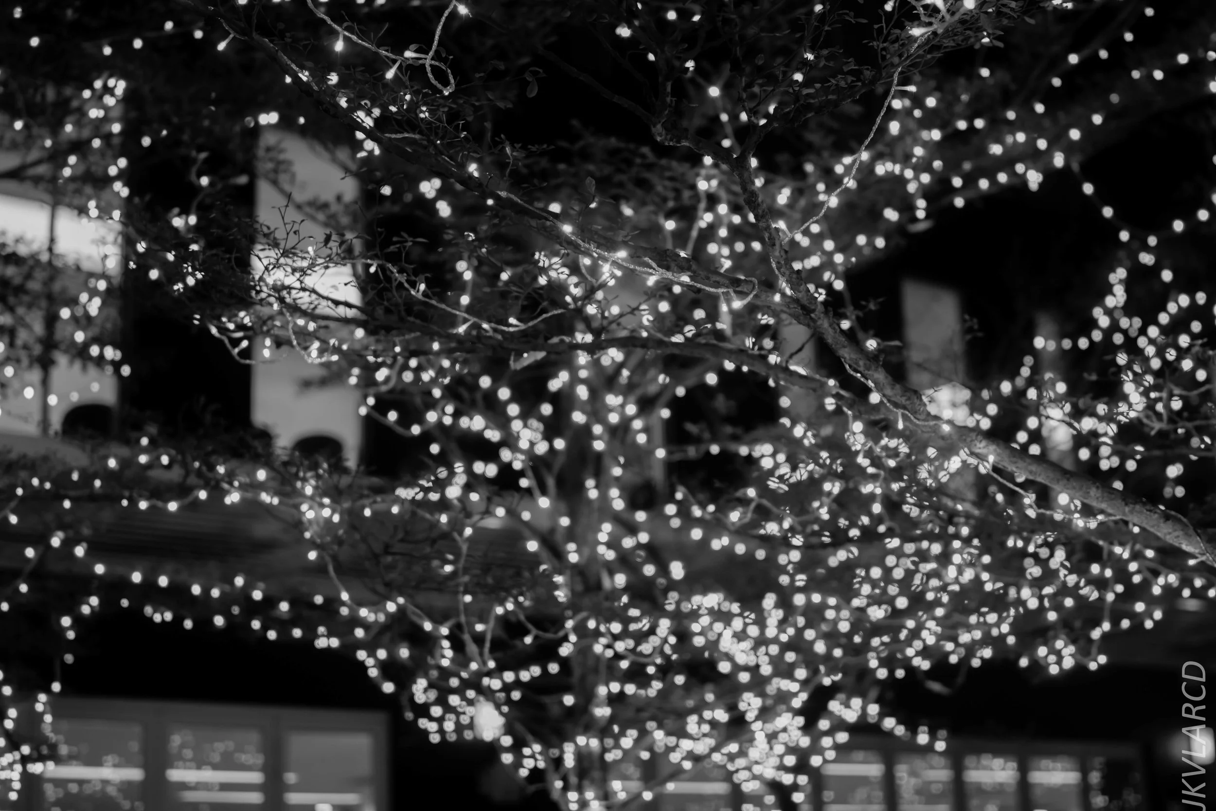 EOS 7D Mark II_2017_12_22_3203-2.jpg